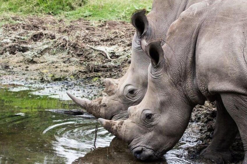 Two rhinos drinking water from a muddy pond. 3