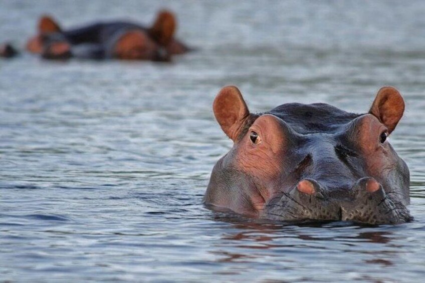 A hippopotamus partially submerged in water. 1