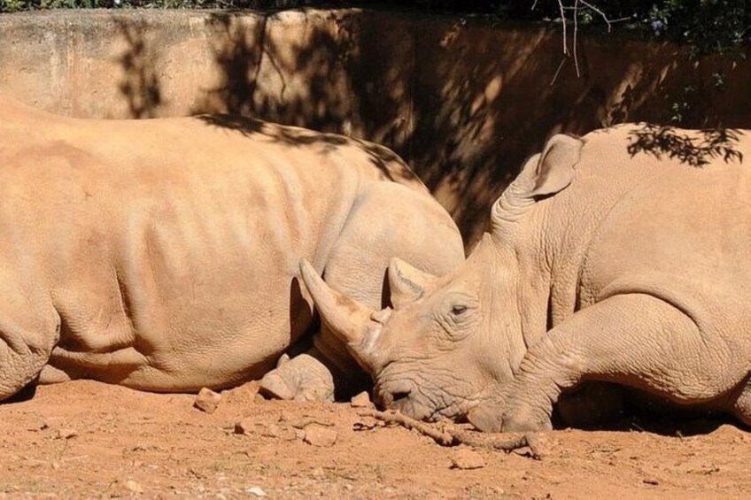 Two rhinos lying on the ground in a dirt enclosure. 2