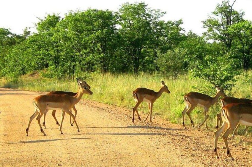 A dirt road with four deer walking. 4