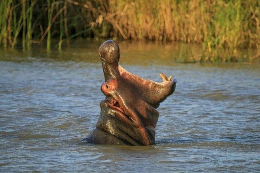 A hippo partially submerged in water with its head and upper body above the surface. 5