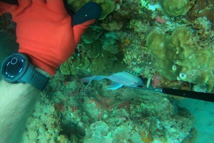 A diver's hand with a watch and a red glove, a fish, and underwater coral formations. 4