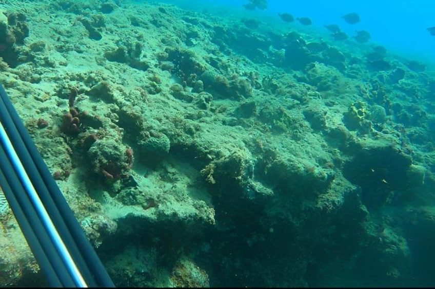 An underwater coral reef with various marine life. 2