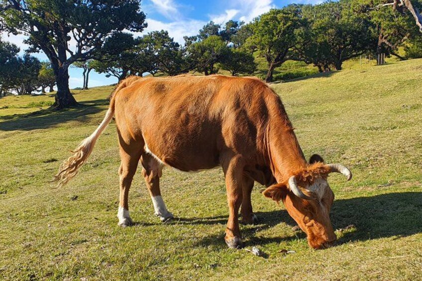 A brown cow grazing on a grassy field with trees in the background. 2