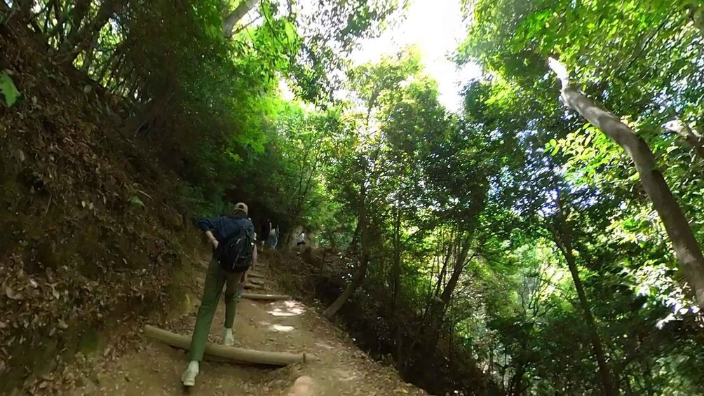 A forested hiking trail with a person walking. 2