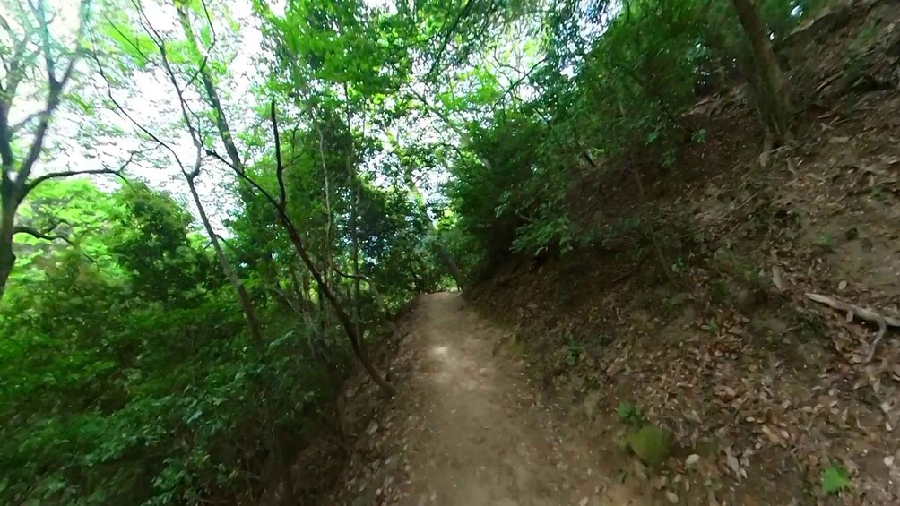 A narrow forest trail surrounded by dense green foliage. 3