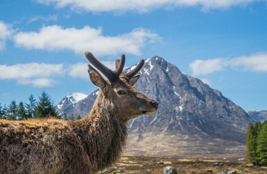 Un paysage de montagne avec un cerf au premier plan et une montagne enneigée en arrière-plan. 4