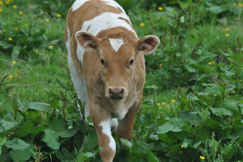 Una vaca joven caminando a través de un campo de plantas verdes y flores amarillas. 5