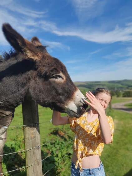 Una persona interactuando con un burro cerca de una valla de madera en un entorno rural. 1