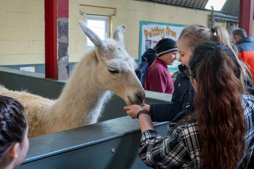 A llama at a petting area with a sign in the background. 2