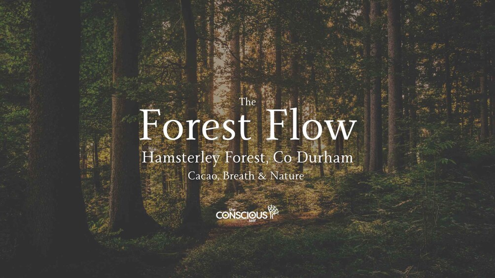 A forest scene with text overlay. 1