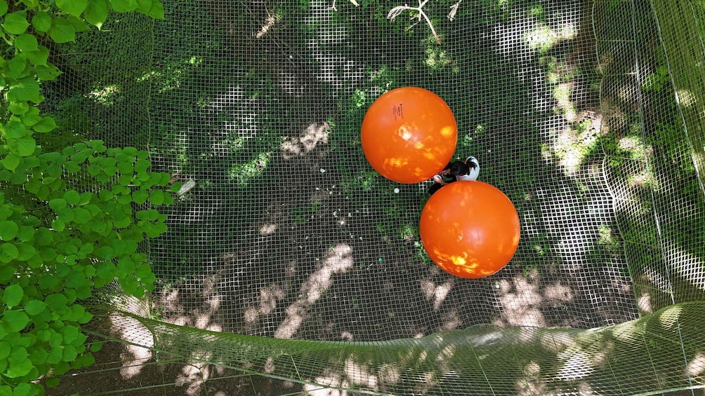A birdcage with two orange fruits and green foliage. 1