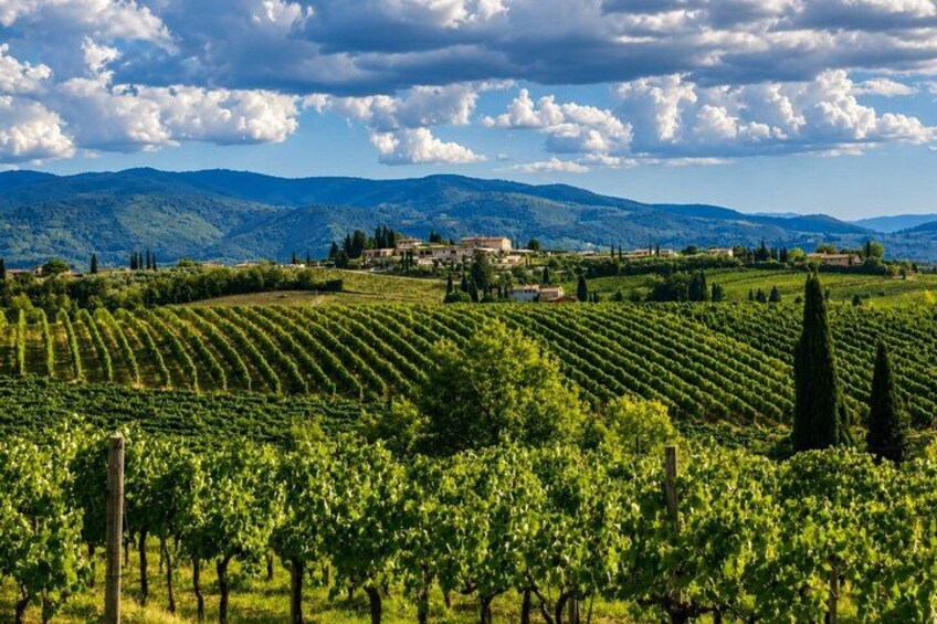 A vineyard with rows of grapevines, a mountainous backdrop, and a few buildings in the distance. 5