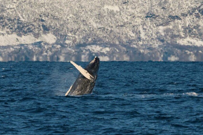 A whale breaching the ocean surface. 2