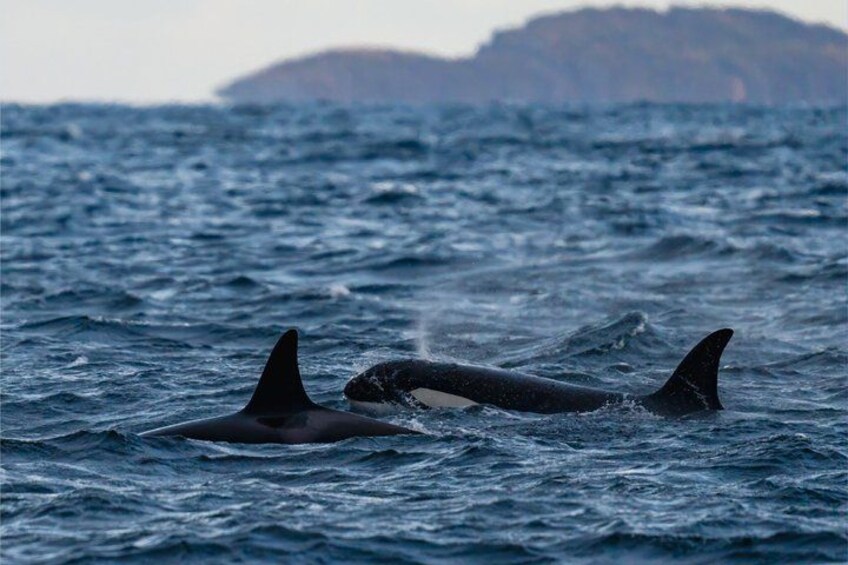 Orcas swimming in the ocean with a rocky island in the background. 3