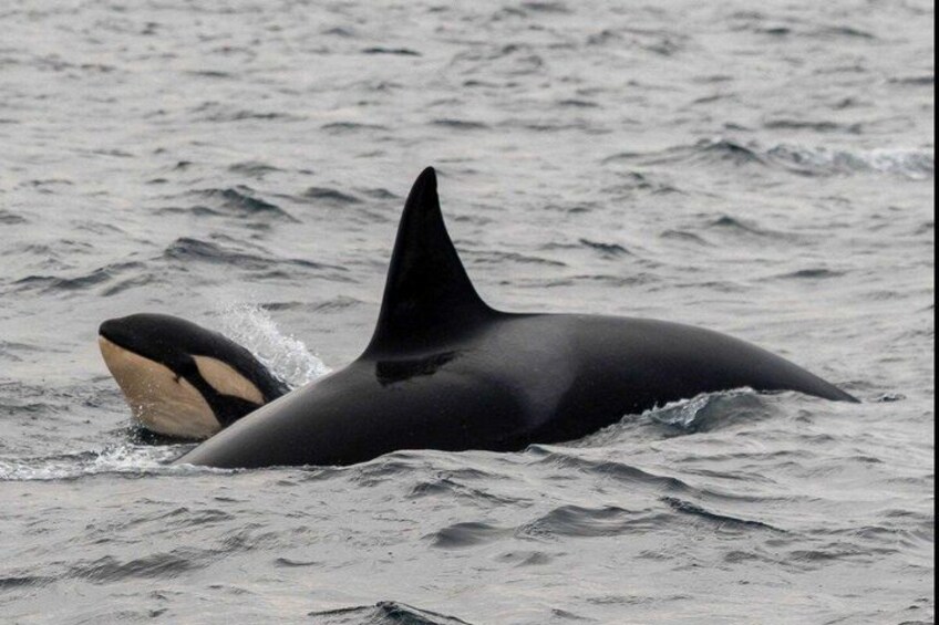 A large marine animal with a dark body and lighter underbelly, partially submerged in water. 5