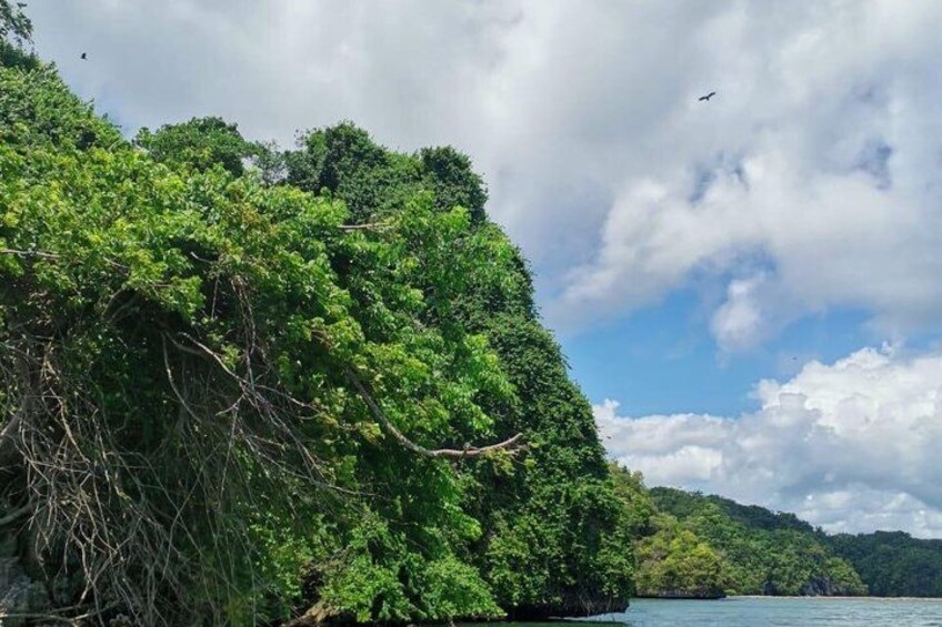 A coastal landscape with dense green foliage, a body of water, and a partly cloudy sky. 5