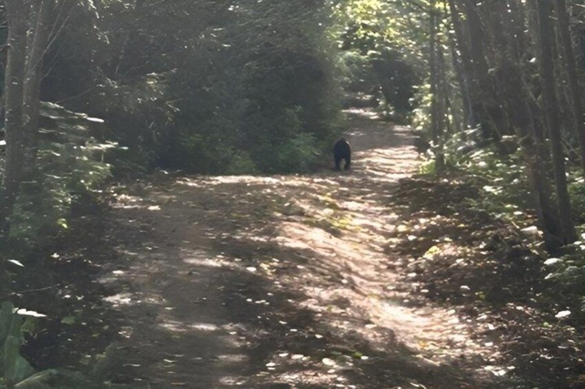A forested path with sunlight filtering through the trees. 4
