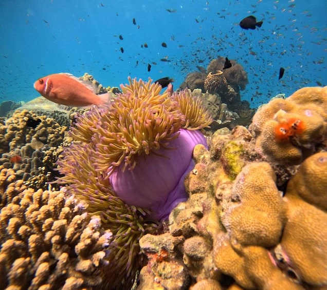 An underwater scene with a purple sea anemone, orange fish, and a coral reef. 3