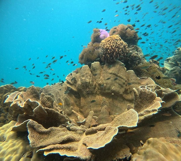 A coral reef with diverse marine life and a school of fish swimming around. 2