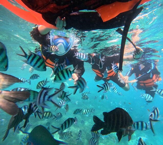 A diver surrounded by striped fish in clear water. 1