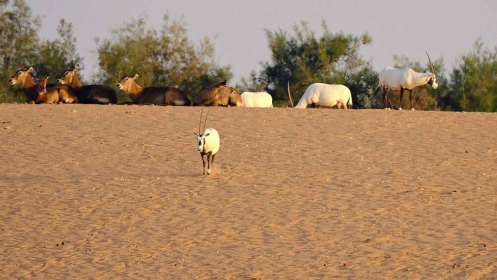 Un paysage désertique où l’on voit un troupeau d’antilopes en train de brouter. 2