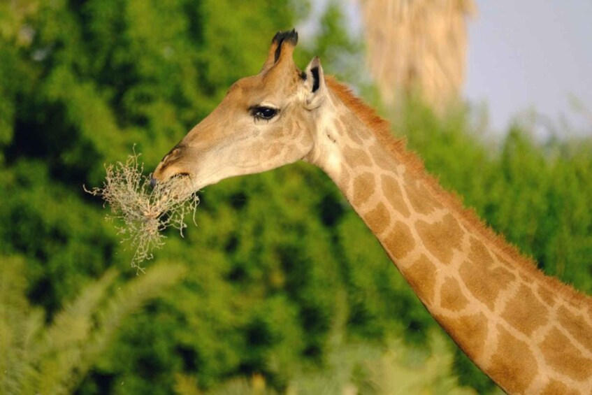 Une girafe au long cou qui tend le cou vers le feuillage. 4