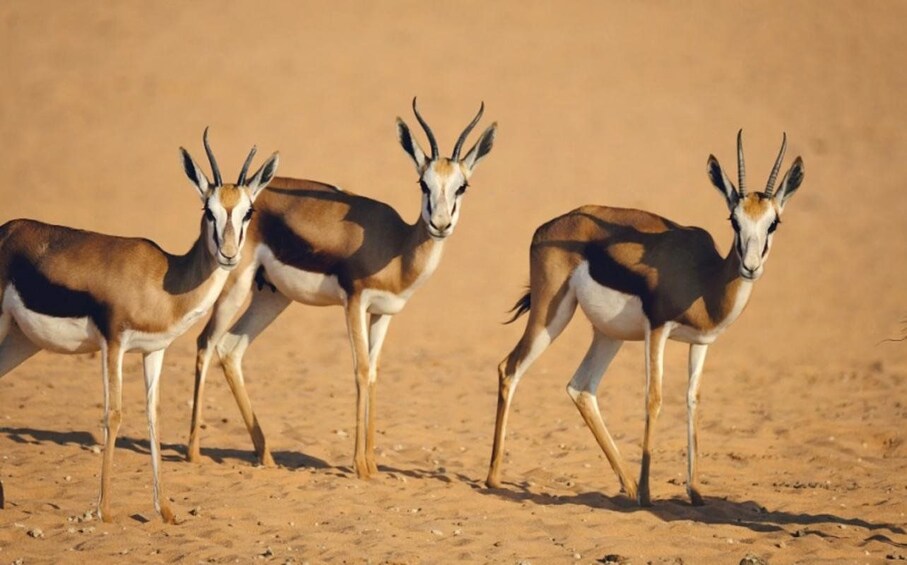 Trois antilopes se promènent dans un désert. 3