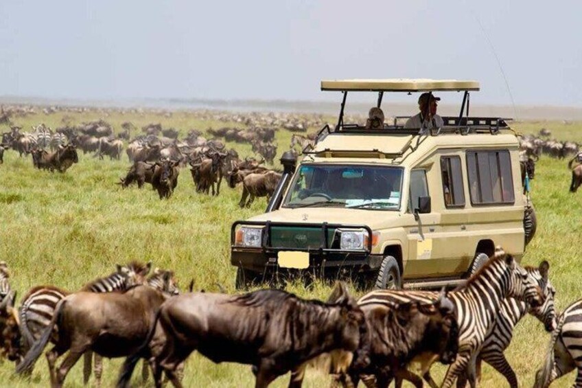 A safari vehicle with a roof rack and a person standing on top, surrounded by a herd of wildebeests and zebras in a grassy field. 5