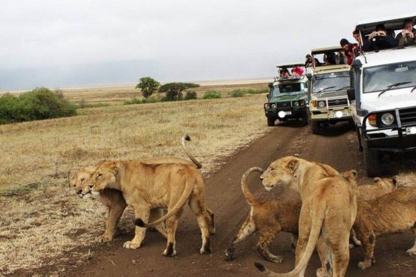 A safari vehicle with passengers observing lions on a dirt road. 2