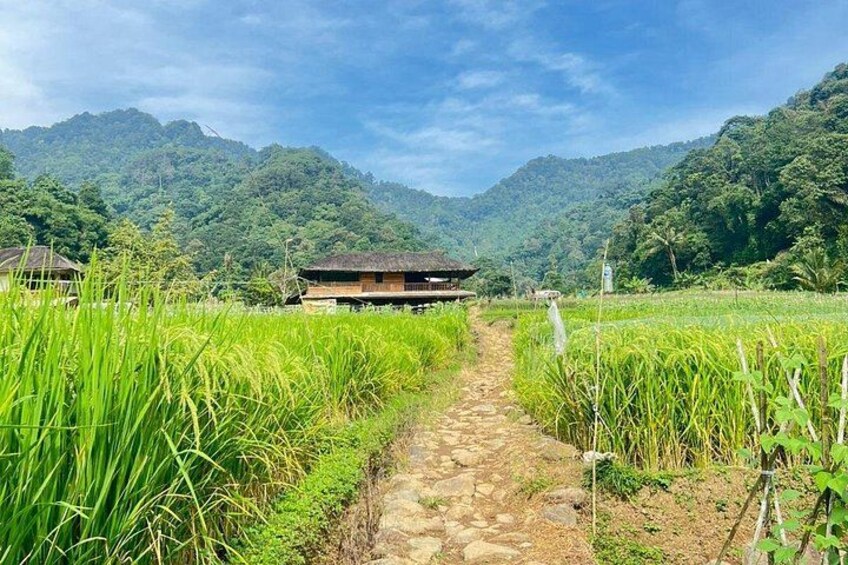 A rural path leading to a traditional house surrounded by lush green rice fields and mountains in the background. 2