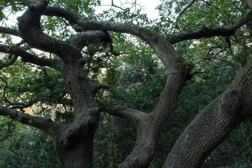 A large tree with twisted branches in a forest. 2