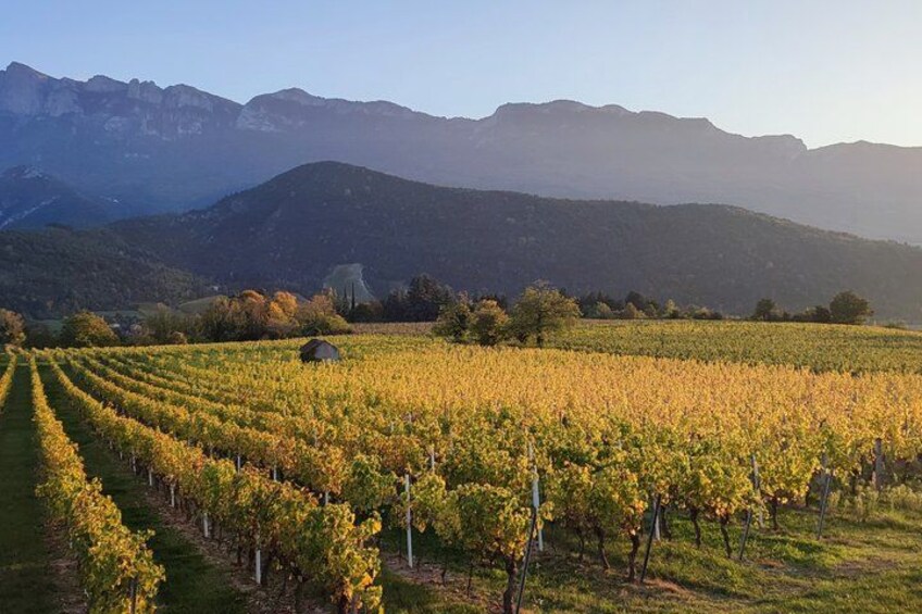 A vineyard with rows of grapevines, a small building, and mountains in the background. 1