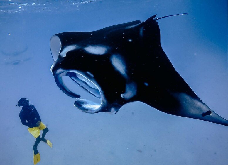 A diver and a manta ray in the ocean. 2
