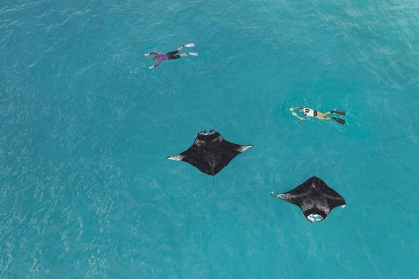 Two people swimming in turquoise water, and two stingrays floating nearby. 5