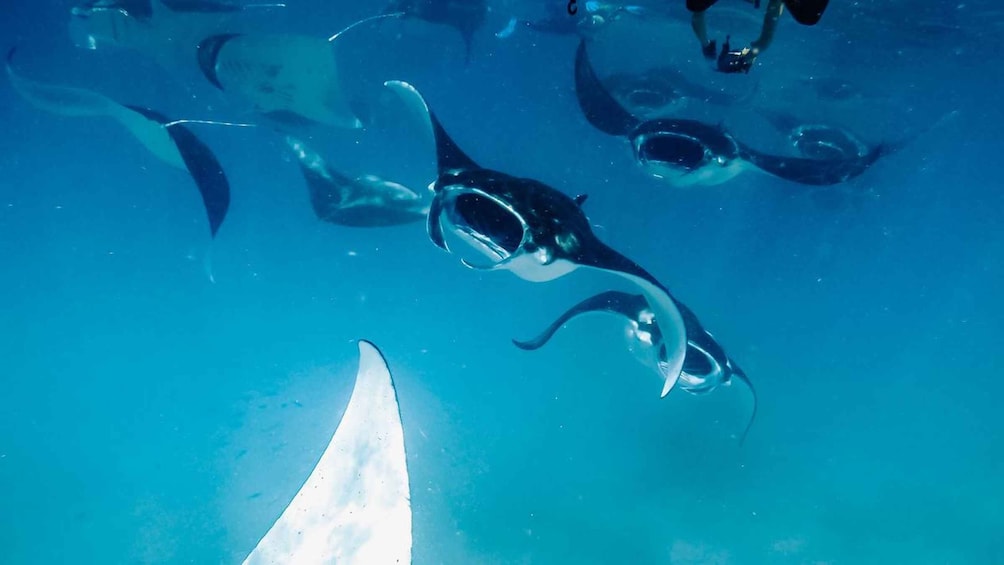 A group of dolphins swimming in clear blue water. 4