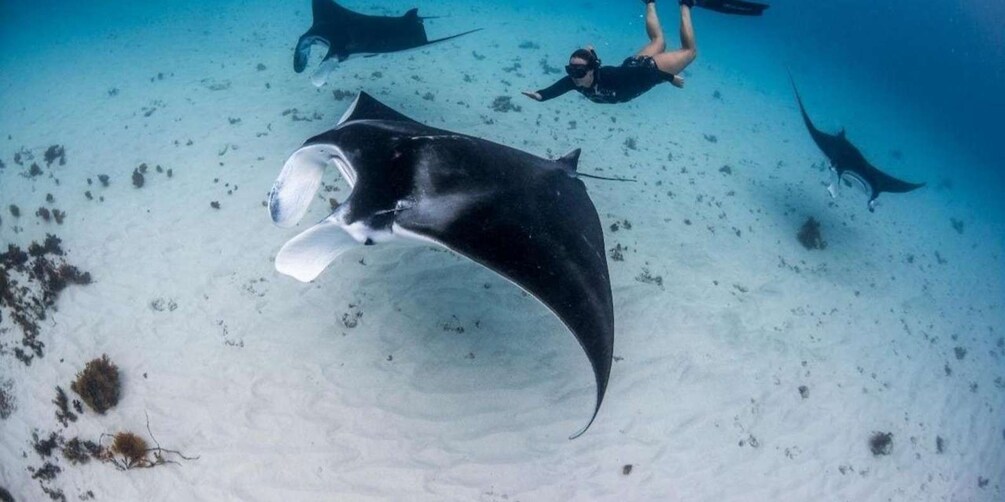 A diver swimming near a stingray on a sandy seabed with scattered seaweed. 1