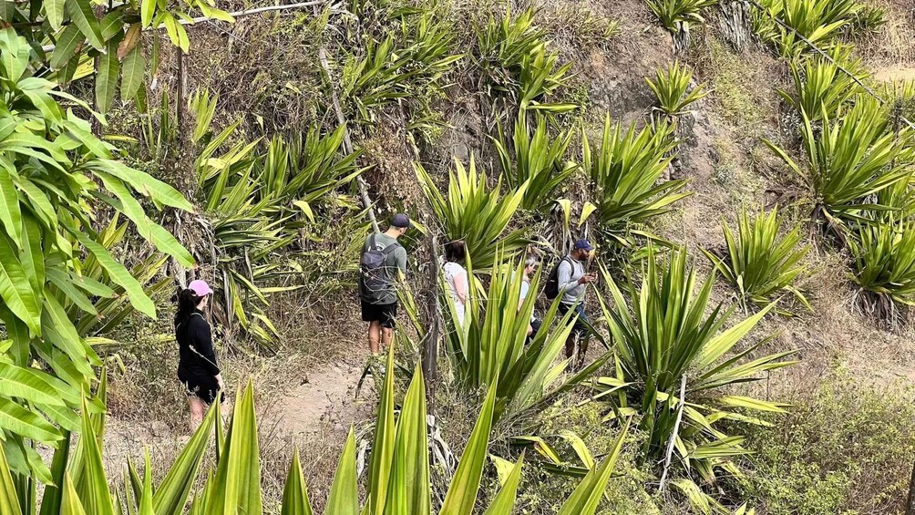 A group of people hiking in a dense, green forest with tall plants and a dirt path. 4