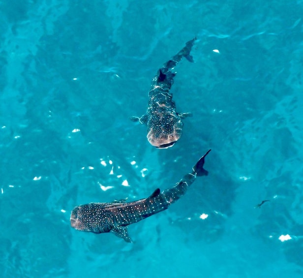 Two large sharks swimming in clear blue water. 3