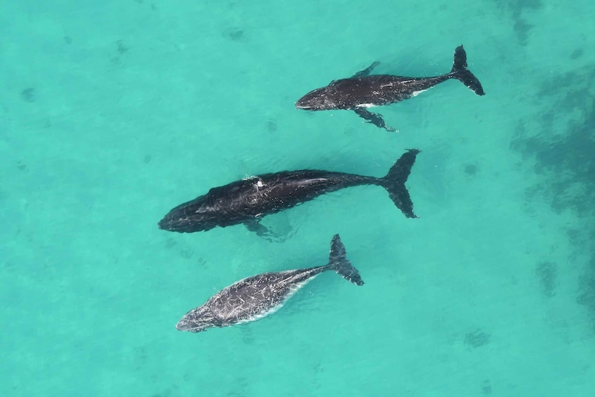 Three dolphins swimming in clear turquoise water. 4