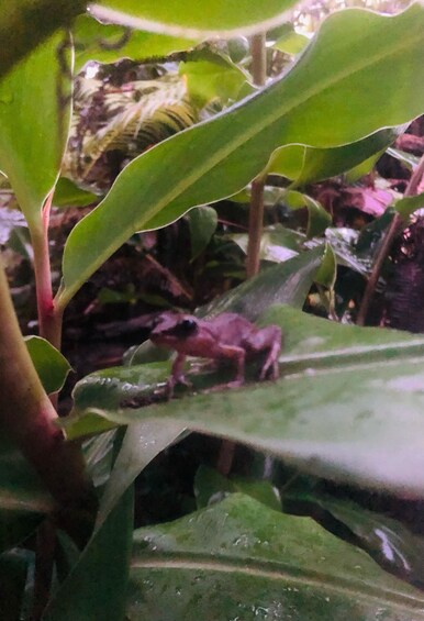 A frog on a leaf in a green, leafy environment. 4