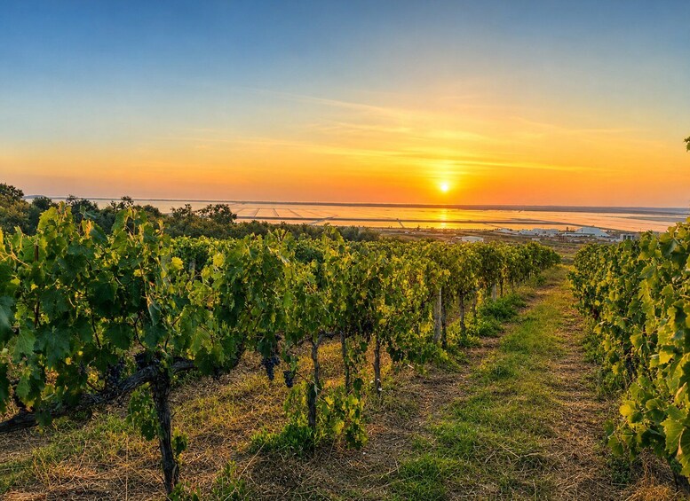 A vineyard at sunset with rows of grapevines and a body of water in the background. 1