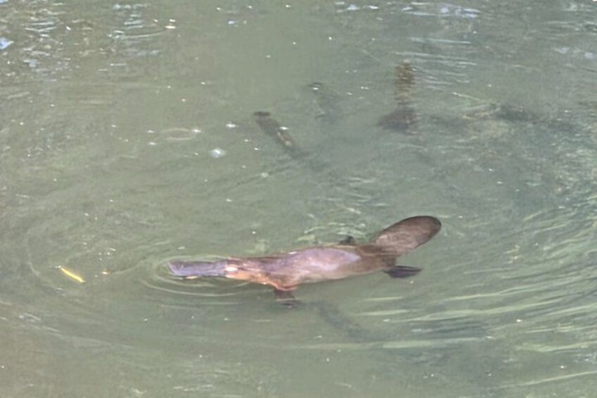 A duck swimming in a body of water. 3