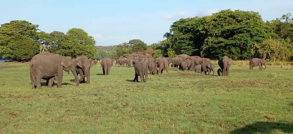 Un troupeau d’éléphants dans un champ herbeux, avec des arbres en arrière-plan. 2