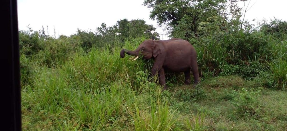 Un éléphant dans un champ herbeux, avec des arbres en arrière-plan. 3