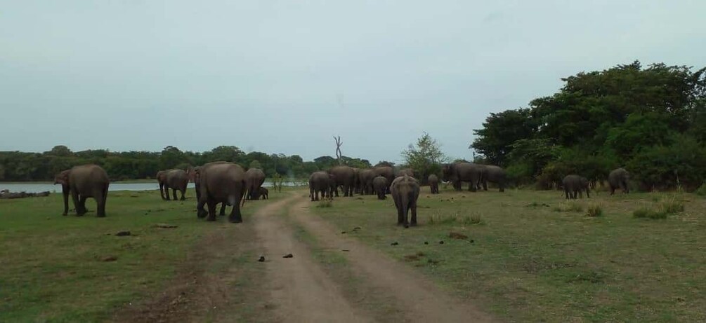 Un troupeau d’éléphants marchant le long d’un sentier de terre dans une zone herbeuse, avec des arbres et une étendue d’eau en arrière-plan. 5