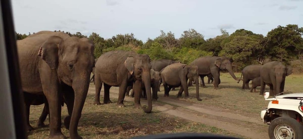 Un troupeau d’éléphants marchant sur un chemin de terre, avec un véhicule au premier plan. 1