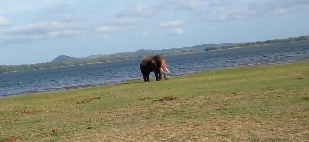 Un éléphant près d’une étendue d’eau, avec une rive herbeuse et des collines au loin. 4