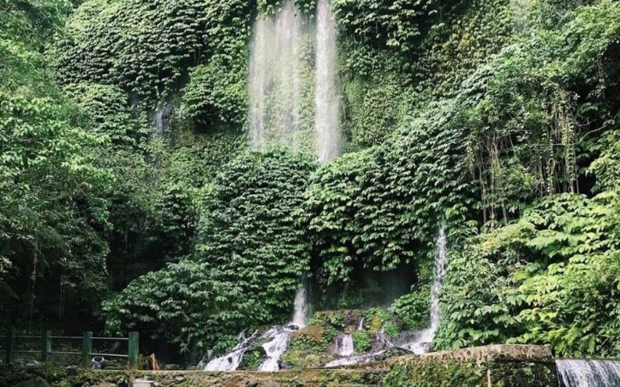 Ein üppiger, grüner Wald mit mehreren Wasserfällen. 1