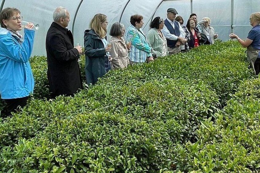 A group of people in a greenhouse surrounded by rows of green plants. 1